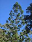 Араукария Каннингема (Araucaria cunninghamii)