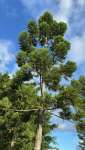 Араукария Каннингема (Araucaria cunninghamii)
