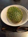 Араукария Каннингема (Araucaria cunninghamii)
