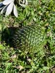 Араукария Каннингема (Araucaria cunninghamii)