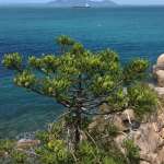 Араукария Каннингема (Araucaria cunninghamii)