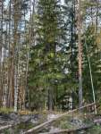 Ель обыкновенная (Picea abies)