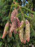 Ель обыкновенная (Picea abies)