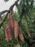 Ель обыкновенная (Picea abies)
