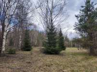 Ель обыкновенная (Picea abies)