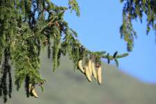 Ель обыкновенная (Picea abies)