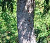 Ель обыкновенная (Picea abies)