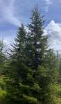 Ель обыкновенная (Picea abies)