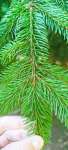 Ель обыкновенная (Picea abies)