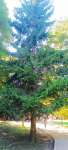 Ель обыкновенная (Picea abies)
