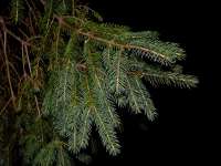 Ель обыкновенная (Picea abies)