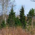 Ель обыкновенная (Picea abies)