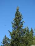 Ель обыкновенная (Picea abies)