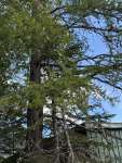 Лиственница американская (Larix laricina)
