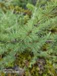 Лиственница американская (Larix laricina)