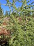 Лиственница американская (Larix laricina)