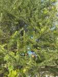 Лиственница американская (Larix laricina)