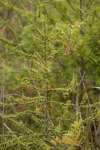 Лиственница американская (Larix laricina)