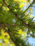 Лиственница американская (Larix laricina)