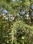 Лиственница американская (Larix laricina)