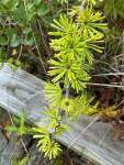 Лиственница американская (Larix laricina)