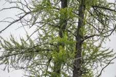 Лиственница американская (Larix laricina)
