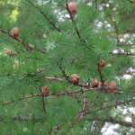 Лиственница американская (Larix laricina)