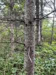 Лиственница американская (Larix laricina)