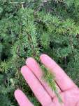 Лиственница американская (Larix laricina)