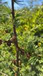 Лиственница американская (Larix laricina)