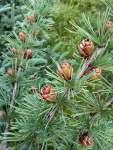 Лиственница американская (Larix laricina)
