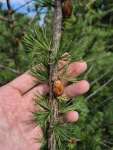 Лиственница американская (Larix laricina)