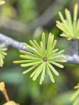 Лиственница американская (Larix laricina)