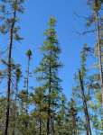 Лиственница американская (Larix laricina)