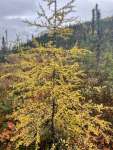 Лиственница американская (Larix laricina)
