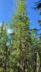 Лиственница американская (Larix laricina)