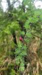 Лиственница американская (Larix laricina)