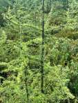 Лиственница американская (Larix laricina)
