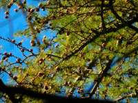 Лиственница американская (Larix laricina)