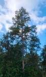 Лиственница американская (Larix laricina)