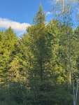 Лиственница американская (Larix laricina)