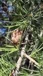 Лиственница американская (Larix laricina)