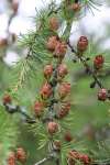Лиственница американская (Larix laricina)