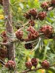 Лиственница американская (Larix laricina)