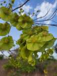 Коссо, или Птерокарпус ежовый (Pterocarpus erinaceus)