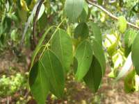 Коссо, или Птерокарпус ежовый (Pterocarpus erinaceus)