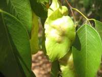 Коссо, или Птерокарпус ежовый (Pterocarpus erinaceus)