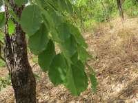 Коссо, или Птерокарпус ежовый (Pterocarpus erinaceus)