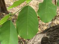 Коссо, или Птерокарпус ежовый (Pterocarpus erinaceus)