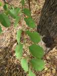 Коссо, или Птерокарпус ежовый (Pterocarpus erinaceus)